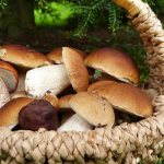 Осенние грибы: их виды и советы по сбору