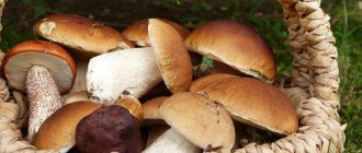 Autumn mushrooms: their types and tips for collecting