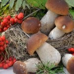 осенние виды грибов в 2020 году