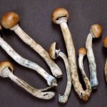 Features of tasting psilocybin mushrooms