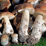 Features of symbiont mushrooms