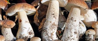 Features of symbiont mushrooms
