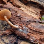 Features of mushroom propagation
