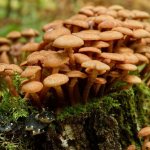 Features of mushroom growth in the forest