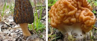 distinctive features of morels and stitches