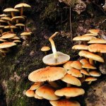 false honey mushroom poisoning symptoms
