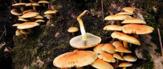 false honey mushroom poisoning symptoms
