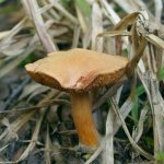 Pepper mushroom (Chalciporus piperatus)