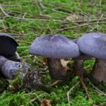 Пластинчатые грибы фото и названия