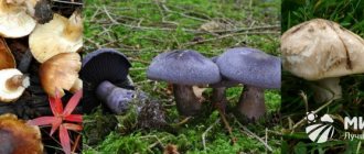 Пластинчатые грибы фото и названия