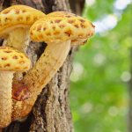 According to mushroom pickers, the taste of golden flakes is practically not inferior to ordinary honey mushrooms