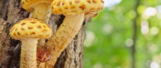 According to mushroom pickers, the taste of golden flakes is practically not inferior to ordinary honey mushrooms