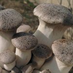 Why is Yeringi called the Royal Oyster Mushroom? The whole truth about the White steppe mushroom 