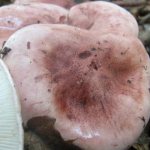 Why is Hygrofor Russula popular among tens of thousands of mushroom pickers?