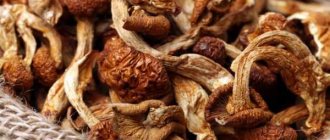Подлива из сушеных грибов: подборка лучших рецептов