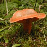 Полезная закуска для любого стола – грибы рыжики: описание, виды и фото