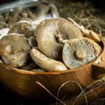 beneficial properties of salted milk mushrooms