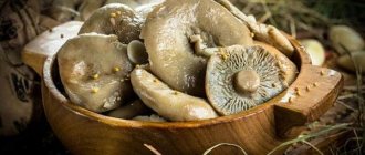 beneficial properties of salted milk mushrooms