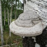 The benefits and harms of the “hoof mushroom” - The tinder fungus is real!