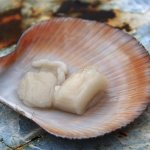 The benefits and harms of scallops