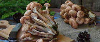 Benefits and harms of honey mushrooms
