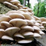 Benefits of oyster mushrooms