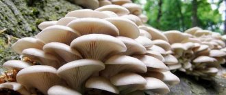 Benefits of oyster mushrooms