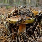 Поправляем здоровье в грибной сезон