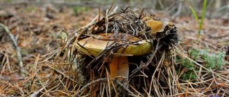 Поправляем здоровье в грибной сезон