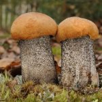 Popular mushrooms in Kostroma
