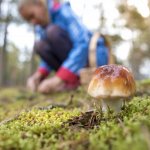Rules for collecting mushrooms
