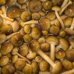 Rules for soaking honey mushrooms before cooking
