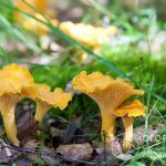 Care must be taken when collecting wild mushrooms. It is important to understand that the common chanterelle (pictured) can easily be confused with the false chanterelle, which is poisonous 