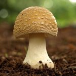 Applications identify mushrooms