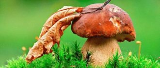 Sign: why are there a lot of mushrooms in the forest?