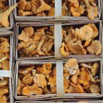 We grow chanterelles at home. Instructions for a beginner 