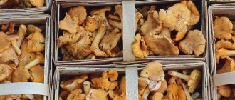 We grow chanterelles at home. Instructions for a beginner 