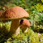 Разновидности грибов в Пензенской области