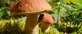 Разновидности грибов в Пензенской области