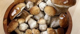 рецепты из белых грибов