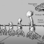 Mushroom growth