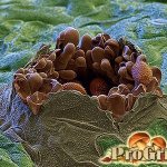 Ржавчинные грибы на листве