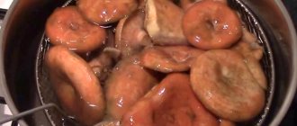 Салаты с рыжиками: рецепты закусок из грибов