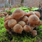 Самые большие грибы в мире - Еловые опята