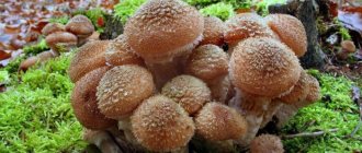Самые большие грибы в мире - Еловые опята