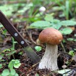 The most mushroom places in Volgograd, Tula, Samara and other regions of Russia