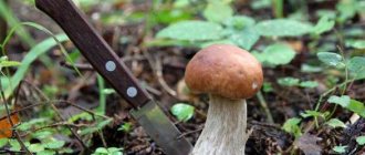 The most mushroom places in Volgograd, Tula, Samara and other regions of Russia
