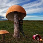 The largest mushroom in the world