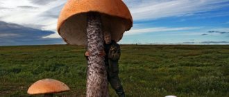 The largest mushroom in the world
