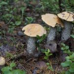 Сбор грибов в Орловской области